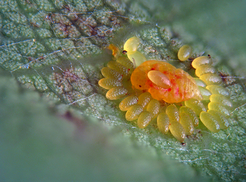 Phylloxera quercus